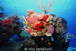 nikonos 15mm by John Strickland 